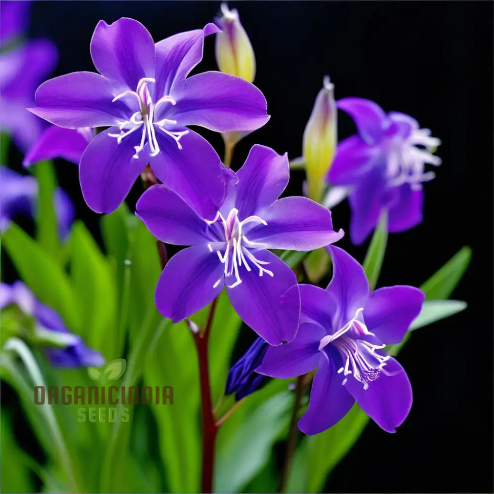 Tradescantia Spiderwort Flower Seeds - Vibrant Blooms For Beautiful Garden Displays Premium