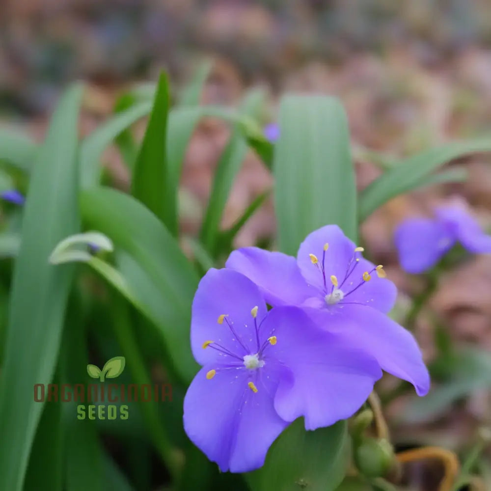 Tradescantia Spiderwort Flower Seeds - Vibrant Blooms For Beautiful Garden Displays Premium