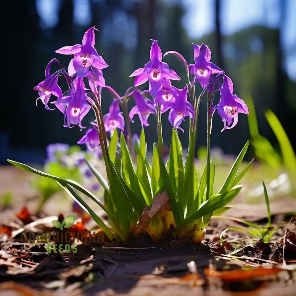 Tradescantia Spiderwort Flower Seeds - Vibrant Blooms For Beautiful Garden Displays Premium