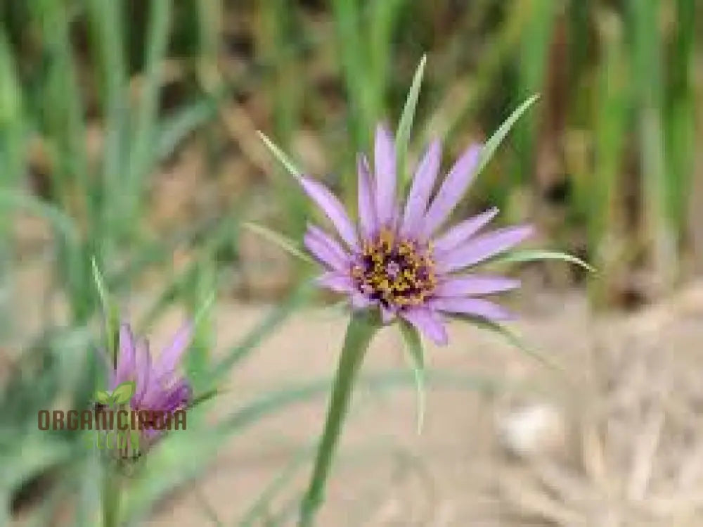 Tragopogon Porrifolius Seeds For Gardening | Hardy Biennial Flowering