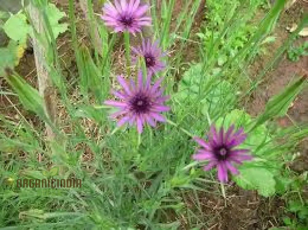 Tragopogon Porrifolius Seeds For Gardening | Hardy Biennial Flowering