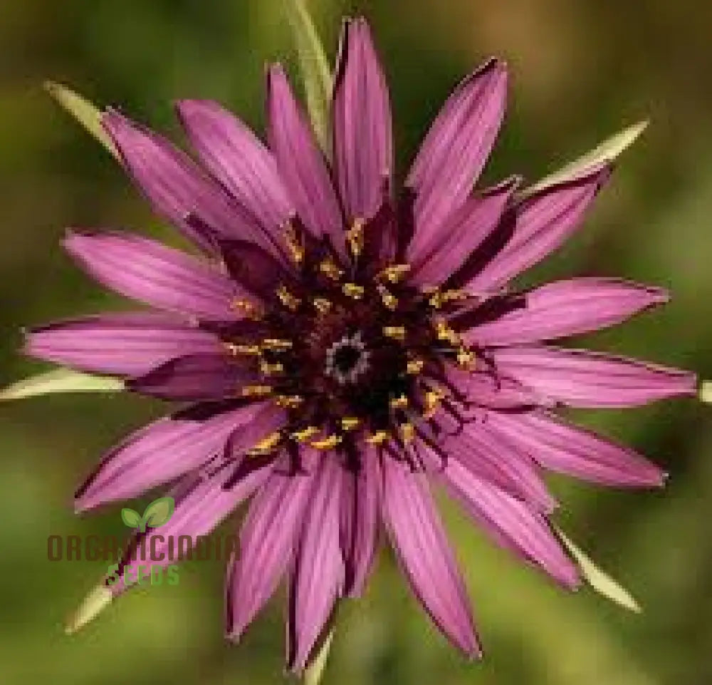 Tragopogon Porrifolius Seeds For Gardening | Hardy Biennial Flowering