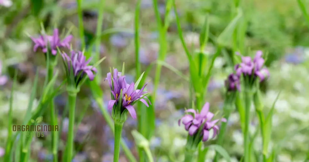 Tragopogon Porrifolius Seeds For Gardening | Hardy Biennial Flowering