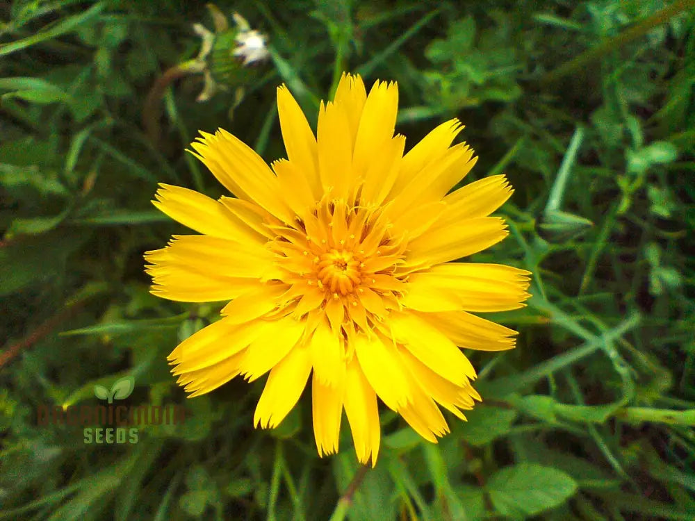 Tragopogon Pratensis Seeds For Gardening Enthusiasts | Wildflower Seed Packet Beautiful Gardens