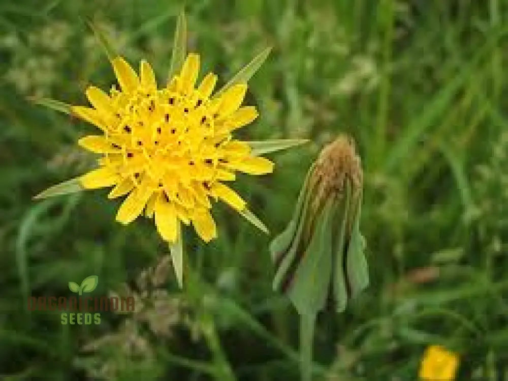 Tragopogon Pratensis Seeds For Gardening Enthusiasts | Wildflower Seed Packet Beautiful Gardens