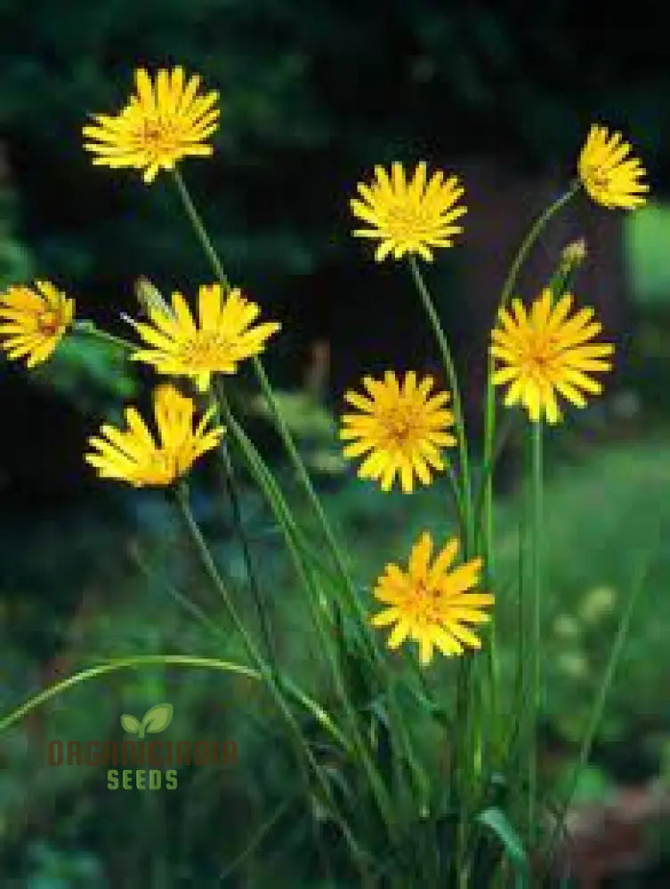 Tragopogon Pratensis Seeds For Gardening Enthusiasts | Wildflower Seed Packet Beautiful Gardens