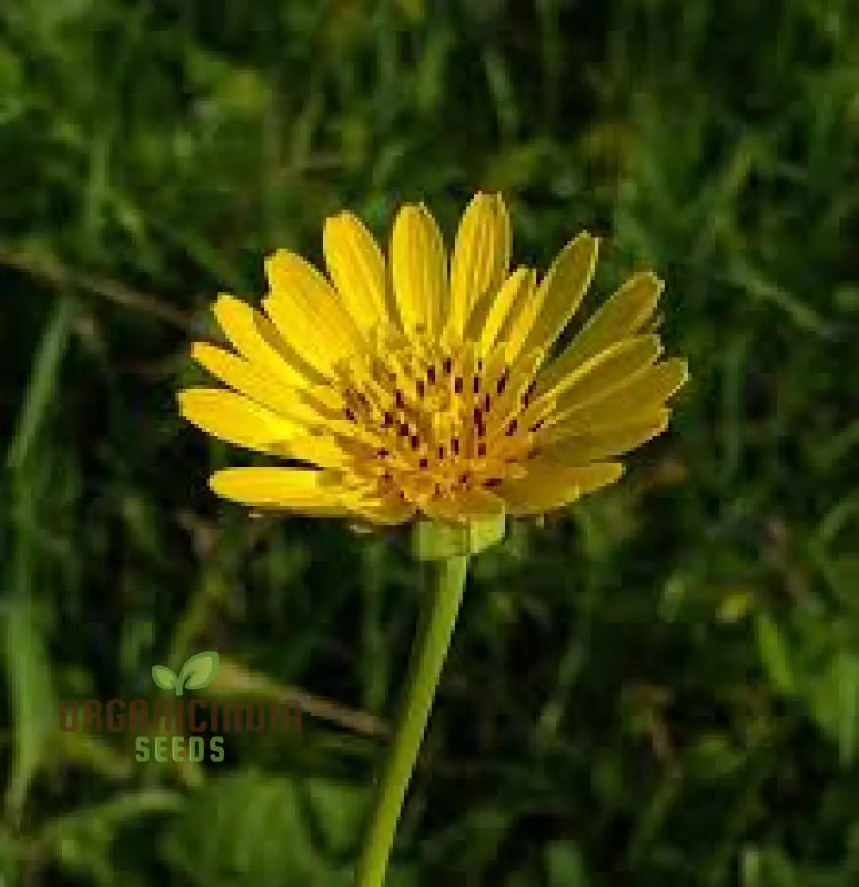 Tragopogon Pratensis Seeds For Gardening Enthusiasts | Wildflower Seed Packet Beautiful Gardens