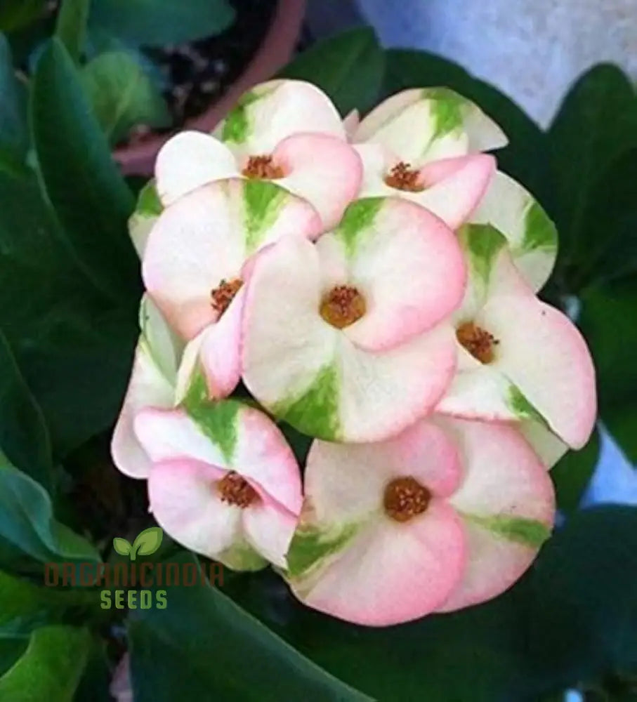 Transform Your Garden Oasis: Mixed Crown Of Thorns Plant Seeds For Vibrant Floral Beauty Perennials