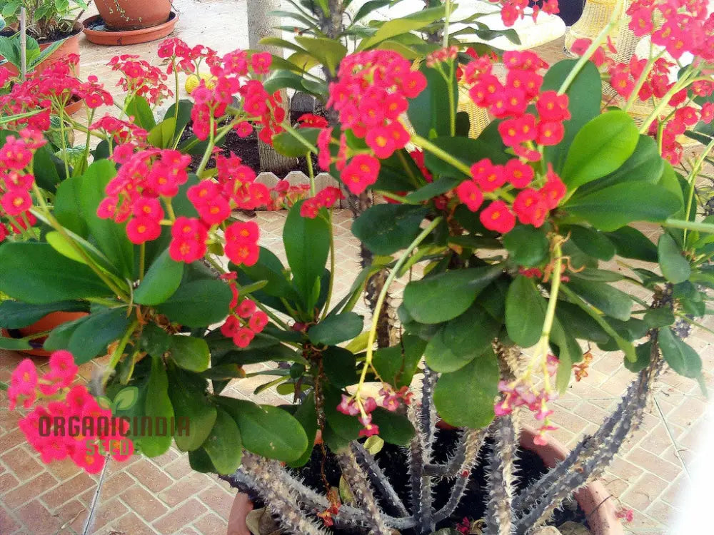 Transform Your Garden Oasis: Mixed Crown Of Thorns Plant Seeds For Vibrant Floral Beauty Perennials