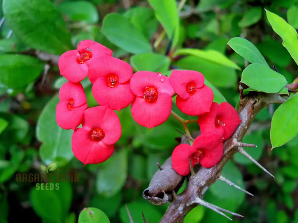 Transform Your Garden Oasis: Mixed Crown Of Thorns Plant Seeds For Vibrant Floral Beauty Perennials