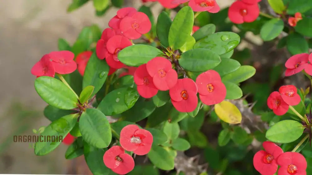 Transform Your Garden Oasis: Mixed Crown Of Thorns Plant Seeds For Vibrant Floral Beauty Perennials