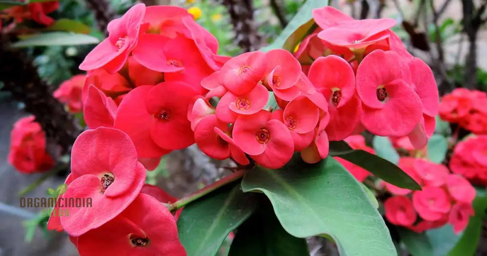 Transform Your Garden Oasis: Mixed Crown Of Thorns Plant Seeds For Vibrant Floral Beauty Perennials