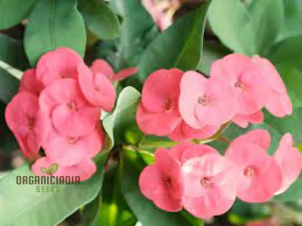 Transform Your Garden Oasis: Mixed Crown Of Thorns Plant Seeds For Vibrant Floral Beauty Perennials