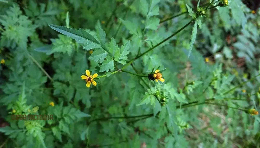 Transform Your Garden With Spanish Needle: The Ultimate Guide To Cultivating And Enjoying This