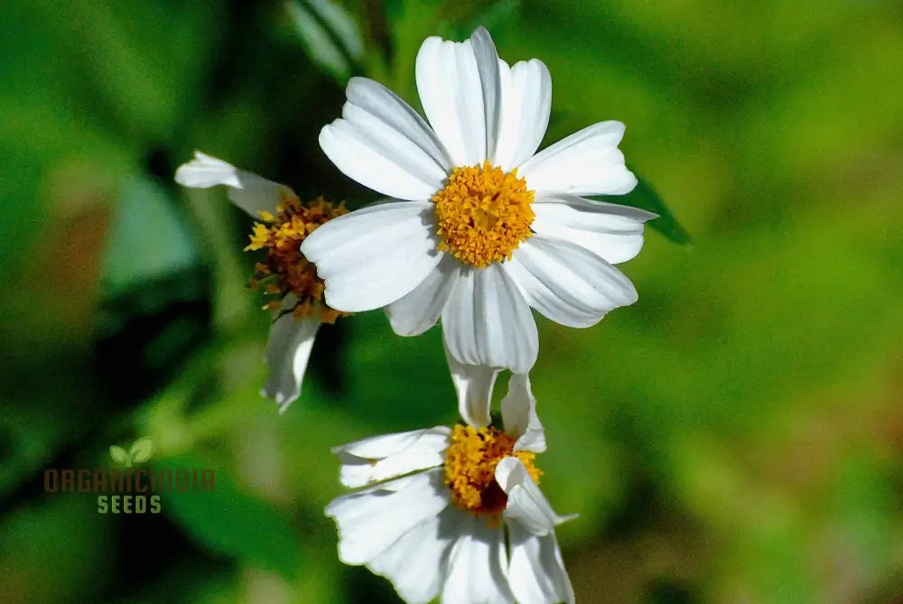 Transform Your Garden With Spanish Needle: The Ultimate Guide To Cultivating And Enjoying This