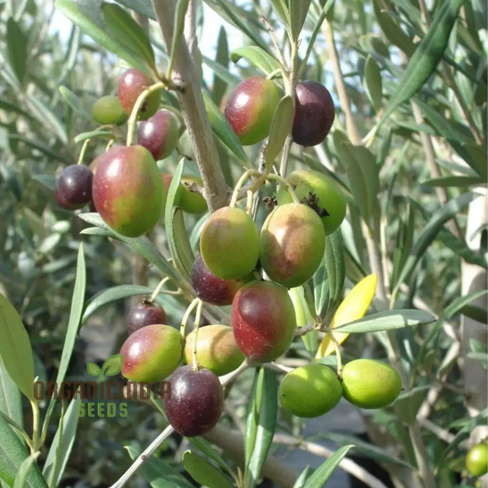 Tree Plant Seeds Easy To Grow Mediterranean Climate Fast Germination Home Gardens And Landscapes’