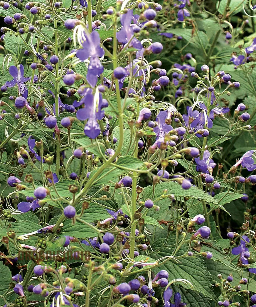 Trichostema Blue Bonnets Seeds For Vibrant Garden Blooms | Gardening Enthusiast’s Choice