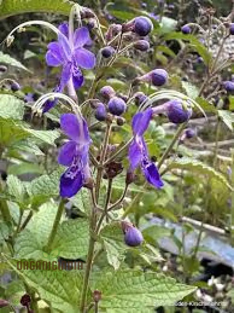 Trichostema Blue Bonnets Seeds For Vibrant Garden Blooms | Gardening Enthusiast’s Choice