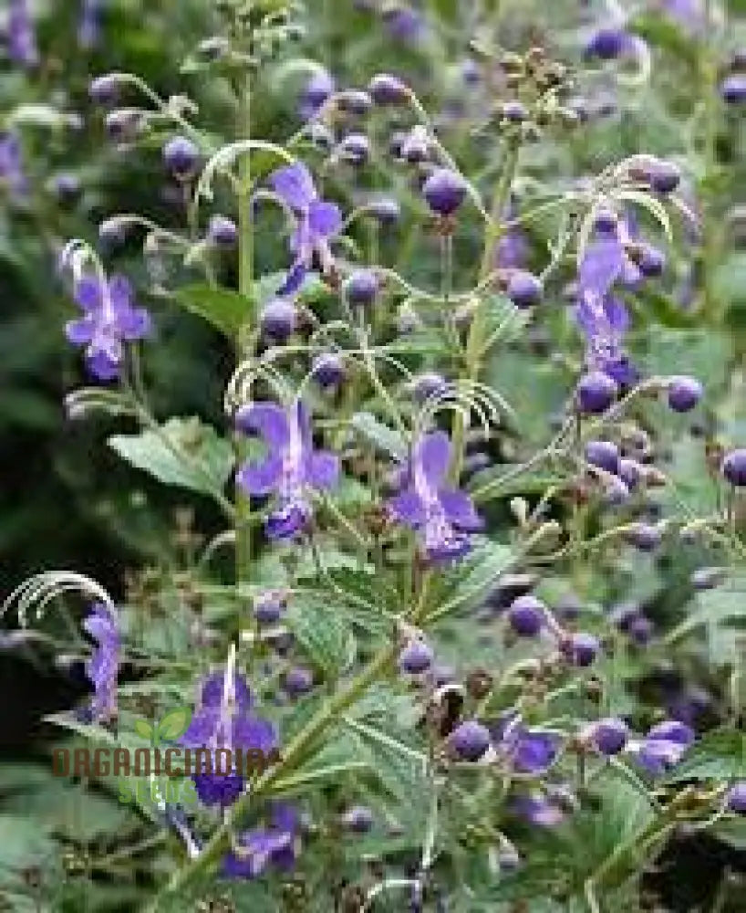 Trichostema Blue Bonnets Seeds For Vibrant Garden Blooms | Gardening Enthusiast’s Choice