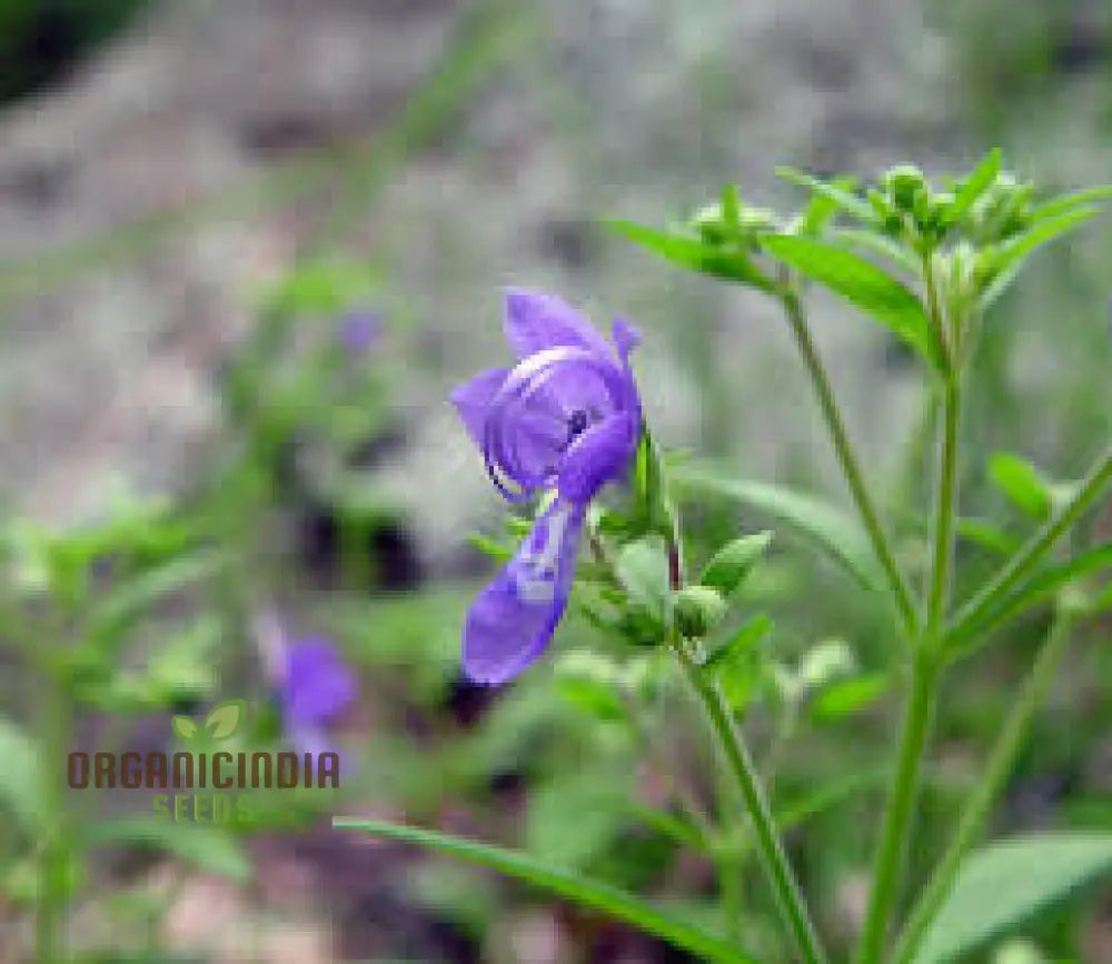 Trichostema Blue Bonnets Seeds For Vibrant Garden Blooms | Gardening Enthusiast’s Choice