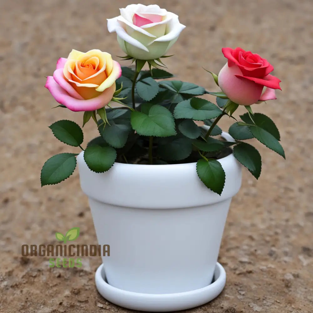 Tricolour Rose Flower Seeds Easy Growing Vibrant Blooms Perfect For Home Gardens Perennials