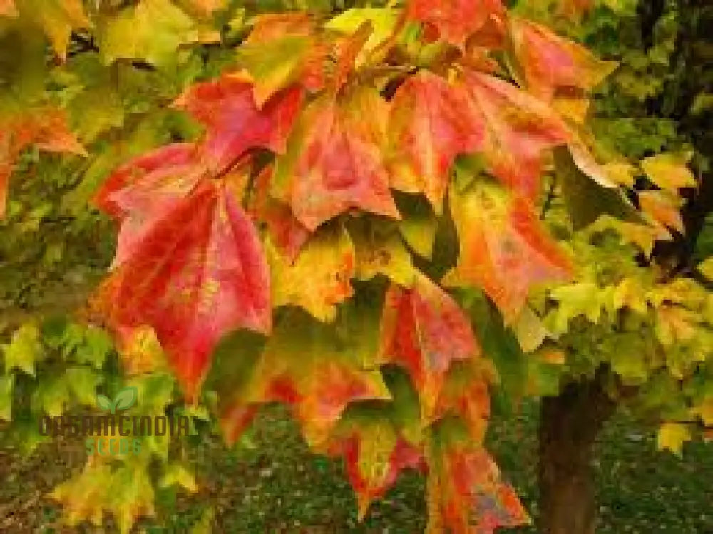 Trident Maple Seeds - Acer Buergerianum: Planting Guide Growth Tips And Care Instructions