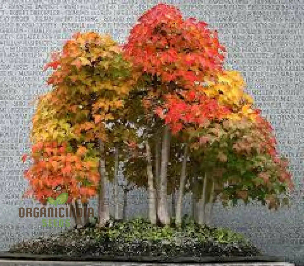 Trident Maple Seeds - Acer Buergerianum: Planting Guide Growth Tips And Care Instructions