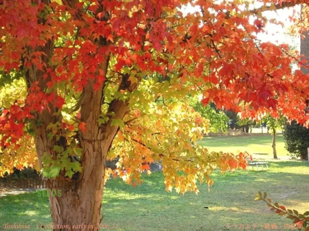 Trident Maple Seeds - Acer Buergerianum: Planting Guide Growth Tips And Care Instructions