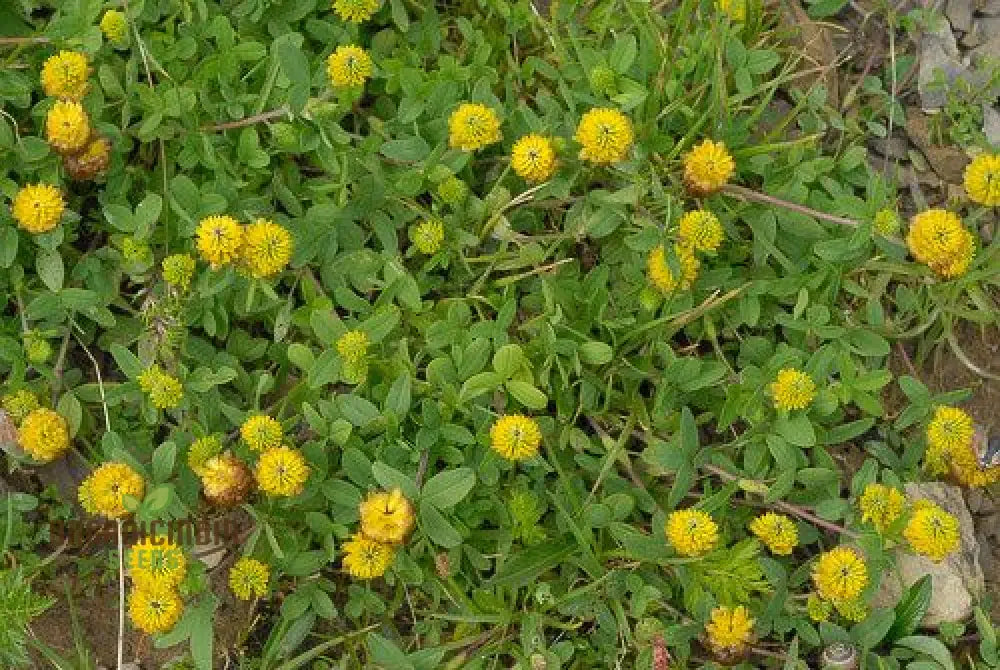 Trifolium Badium Seeds - Premium Gardening Clover For Soil Enrichment And Wildlife Habitat Creation