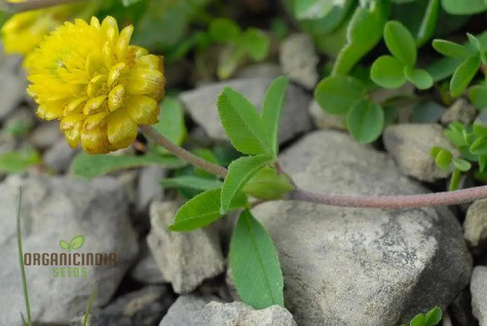 Trifolium Badium Seeds - Premium Gardening Clover For Soil Enrichment And Wildlife Habitat Creation