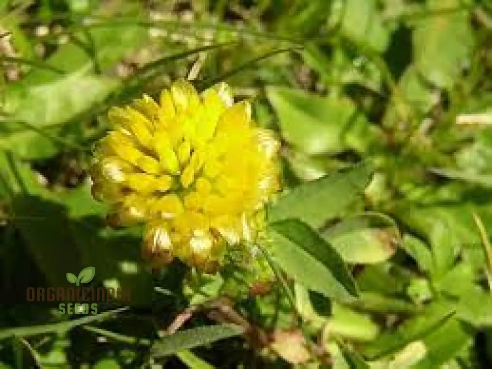 Trifolium Badium Seeds - Premium Gardening Clover For Soil Enrichment And Wildlife Habitat Creation