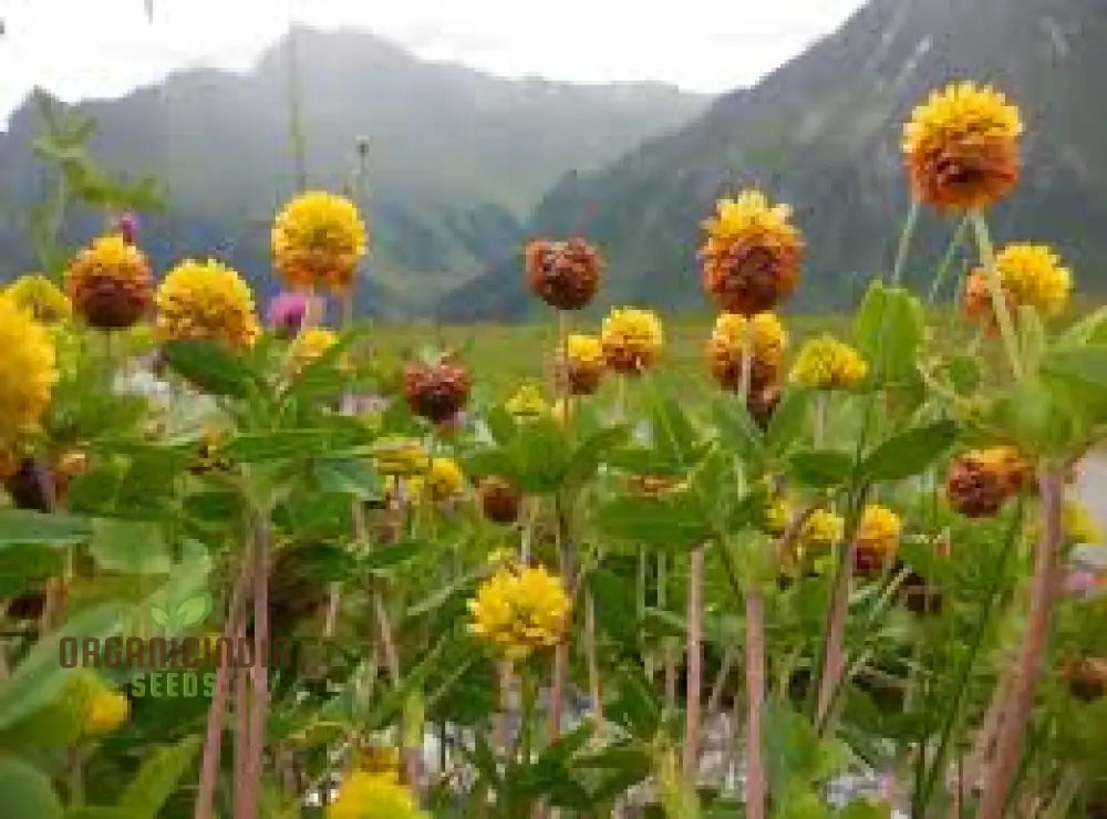 Trifolium Badium Seeds - Premium Gardening Clover For Soil Enrichment And Wildlife Habitat Creation