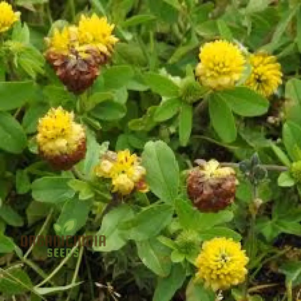 Trifolium Badium Seeds - Premium Gardening Clover For Soil Enrichment And Wildlife Habitat Creation