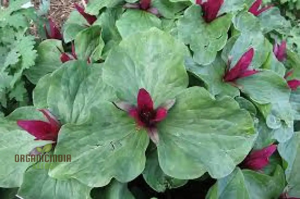 Trillium Chloropetalum Seeds - Rare Woodland Garden Perennial With Green Petals For Shade Buy