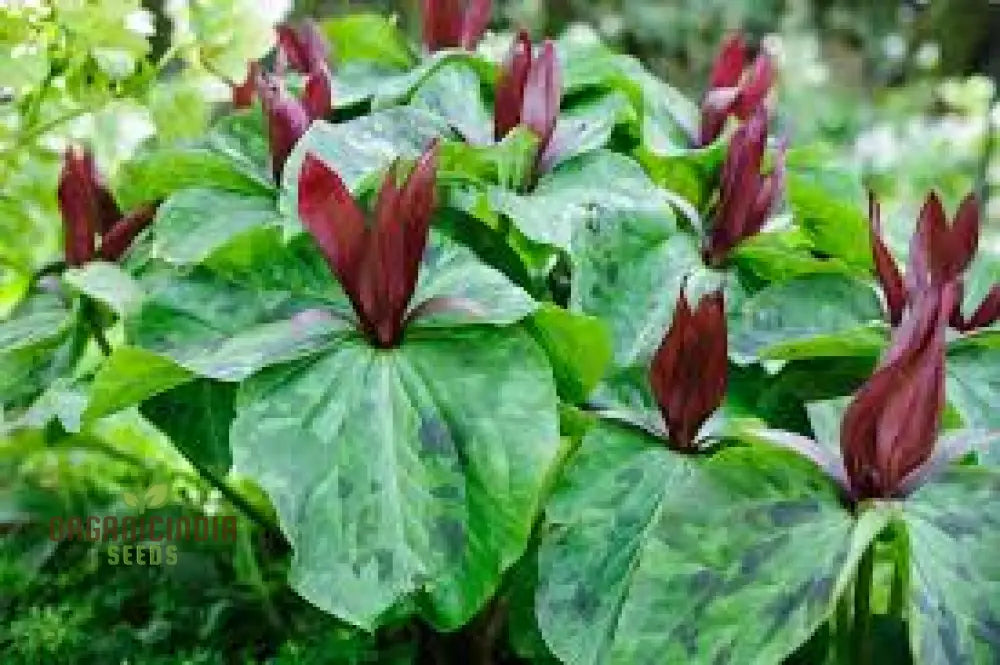 Trillium Chloropetalum Seeds - Rare Woodland Garden Perennial With Green Petals For Shade Buy