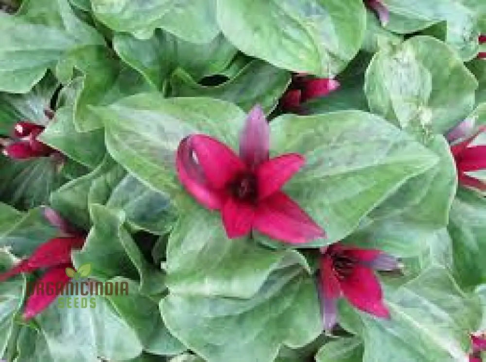 Trillium Chloropetalum Seeds - Rare Woodland Garden Perennial With Green Petals For Shade Buy