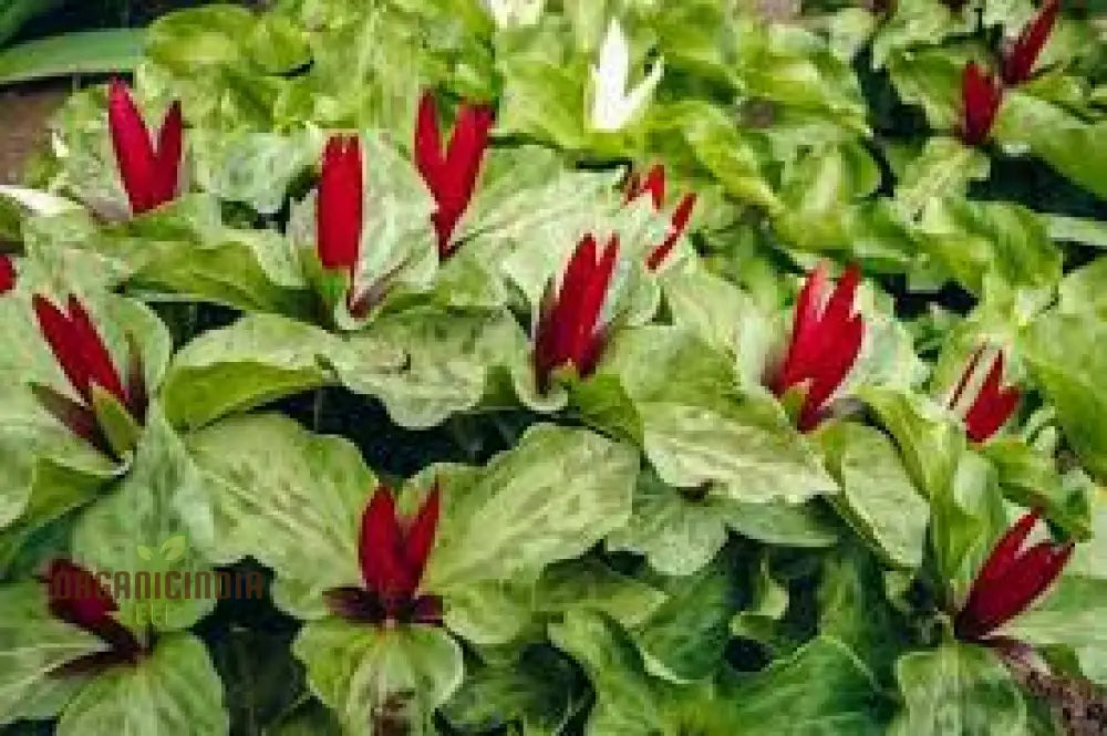 Trillium Chloropetalum Seeds - Rare Woodland Garden Perennial With Green Petals For Shade Buy