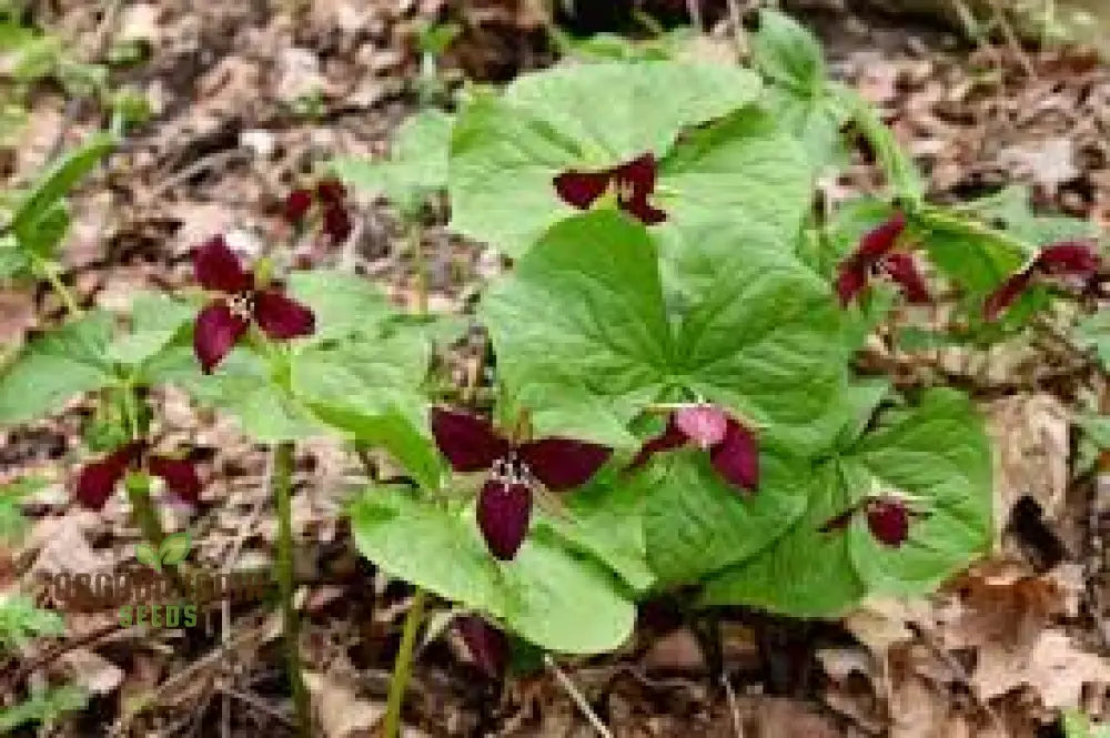 Trillium Erectum Seeds For Exquisite Gardening Enthusiasts | Rare Shade-Loving Perennial Seed