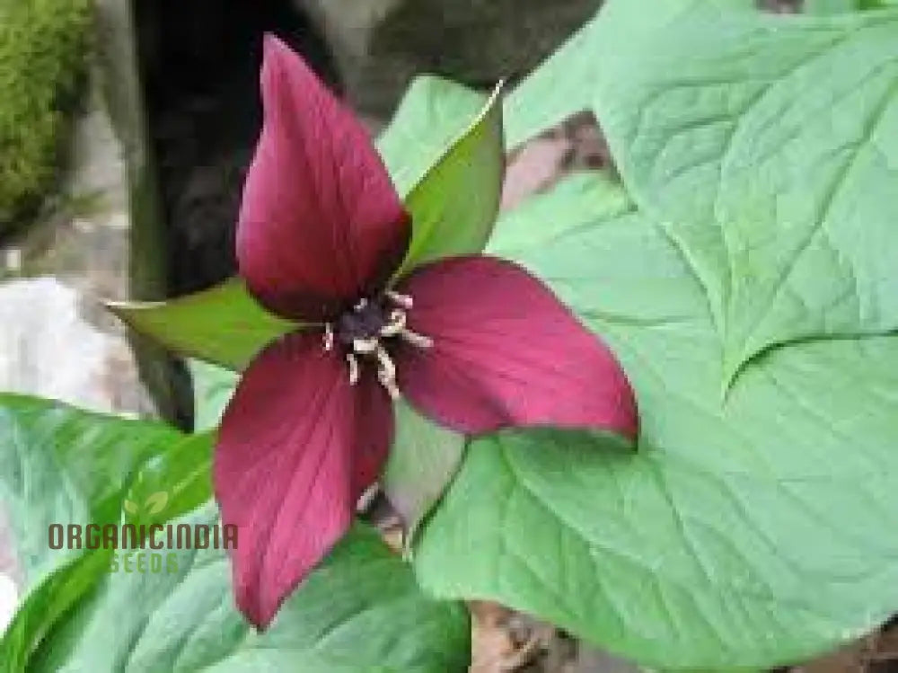 Trillium Erectum Seeds For Exquisite Gardening Enthusiasts | Rare Shade-Loving Perennial Seed