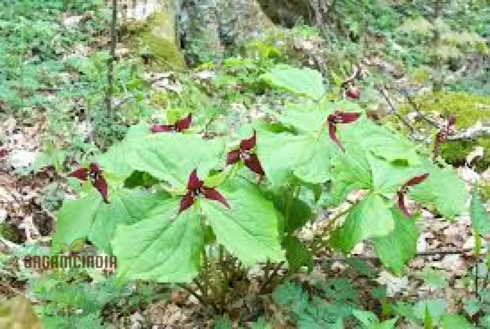 Trillium Erectum Seeds For Exquisite Gardening Enthusiasts | Rare Shade-Loving Perennial Seed