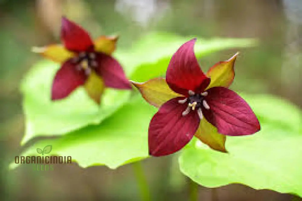 Trillium Erectum Seeds For Exquisite Gardening Enthusiasts | Rare Shade-Loving Perennial Seed