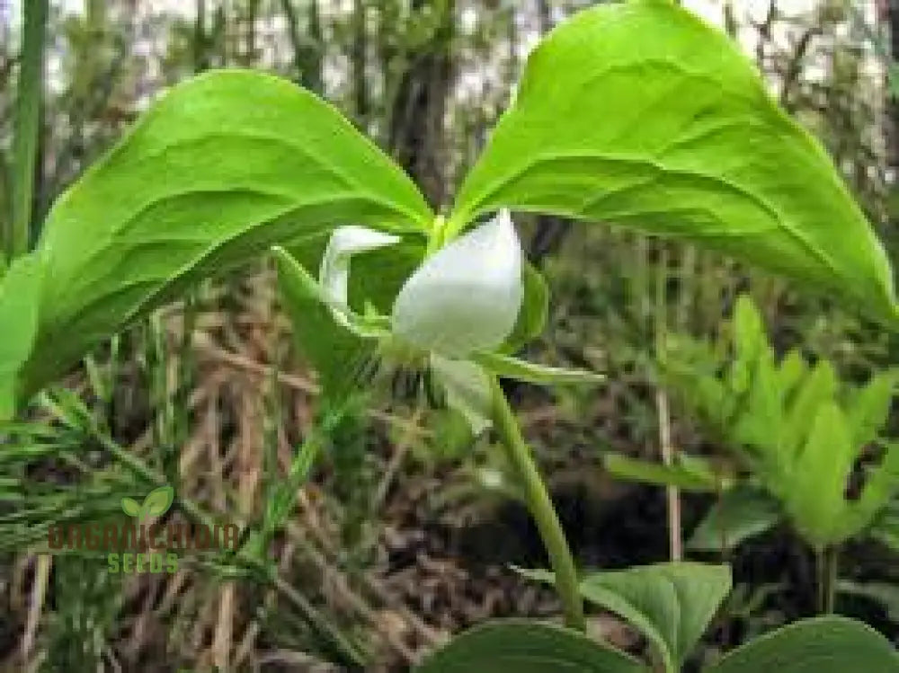 Trillium Flexipes Seeds - Rare Shade Garden Perennial Flowering Plant For Woodland Gardens And