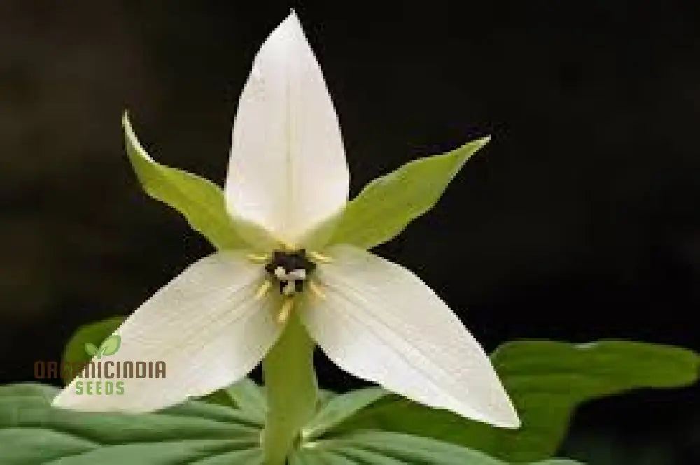 Trillium Flexipes Seeds - Rare Shade Garden Perennial Flowering Plant For Woodland Gardens And