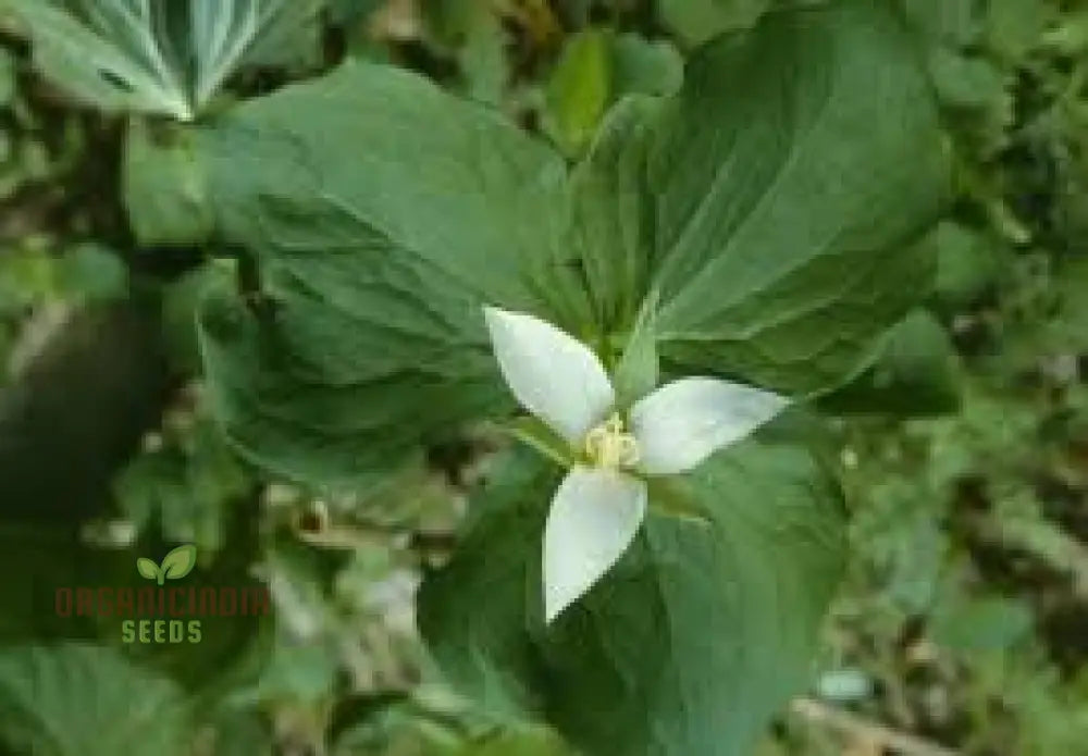 Trillium Flexipes Seeds - Rare Shade Garden Perennial Flowering Plant For Woodland Gardens And