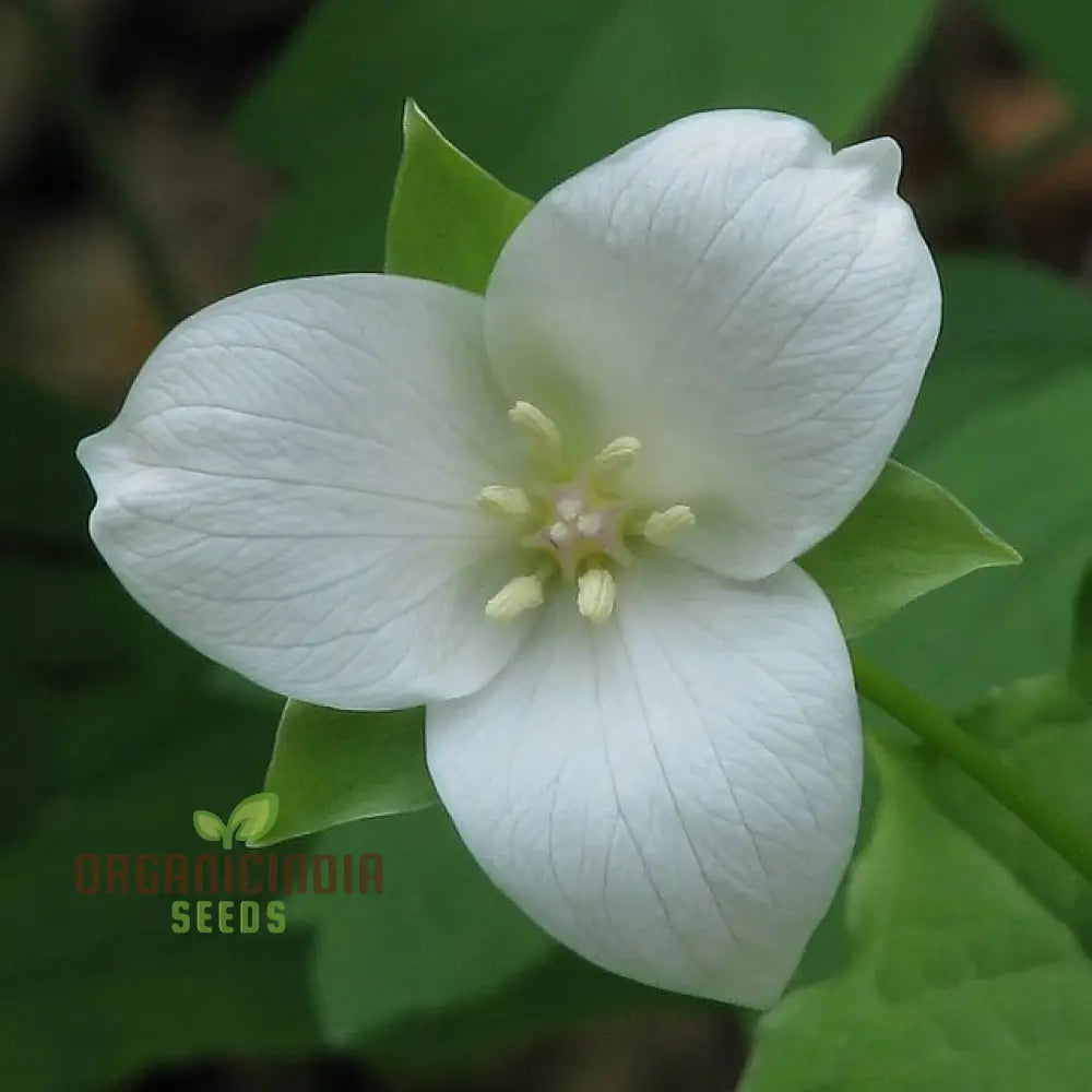 Trillium Flexipes Seeds - Rare Shade Garden Perennial Flowering Plant For Woodland Gardens And