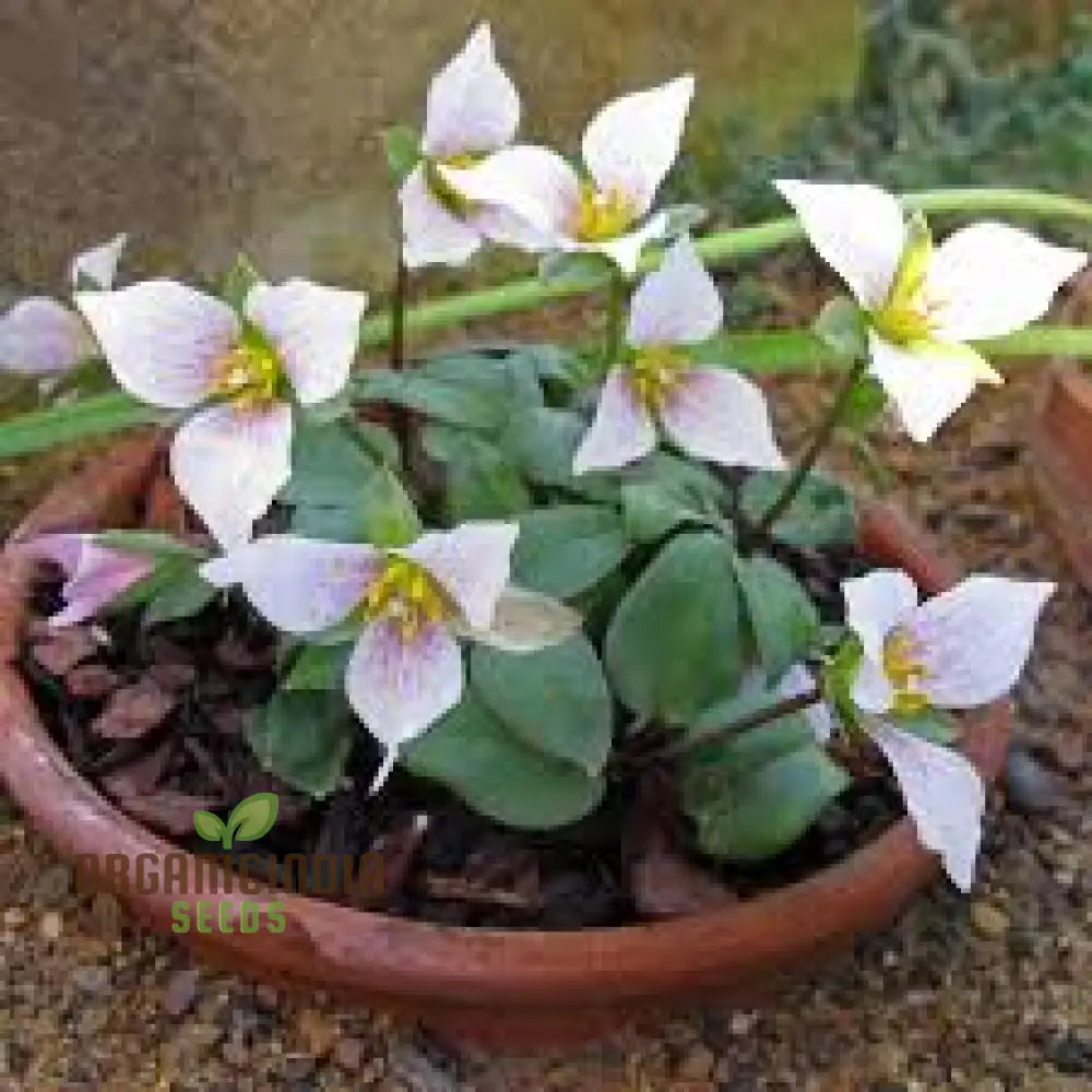 Trillium Rivale Seeds For Gardening Enthusiasts Rare Shade-Loving Perennial Seed Variety