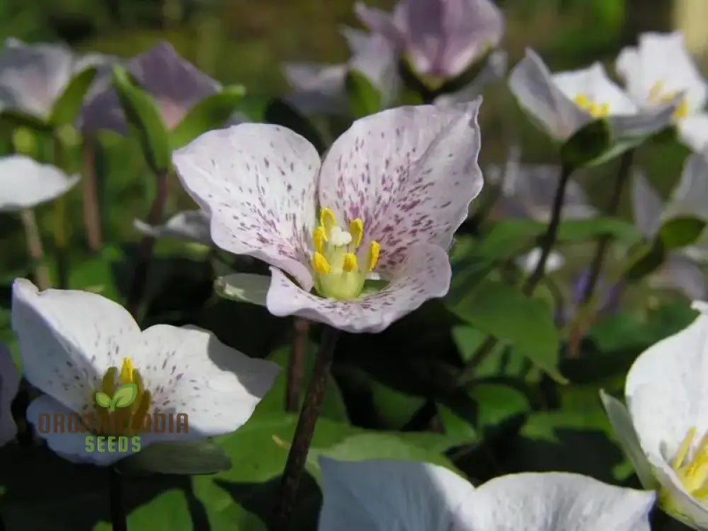 Trillium Rivale Seeds For Gardening Enthusiasts Rare Shade-Loving Perennial Seed Variety