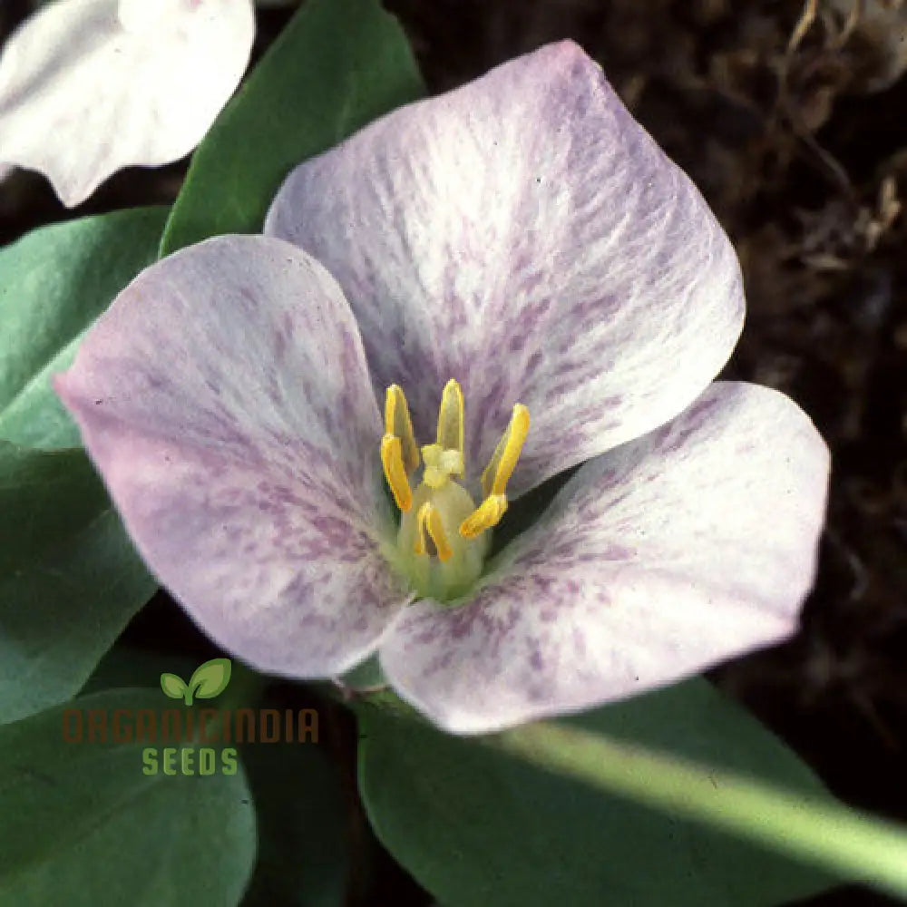 Trillium Rivale Seeds For Gardening Enthusiasts Rare Shade-Loving Perennial Seed Variety