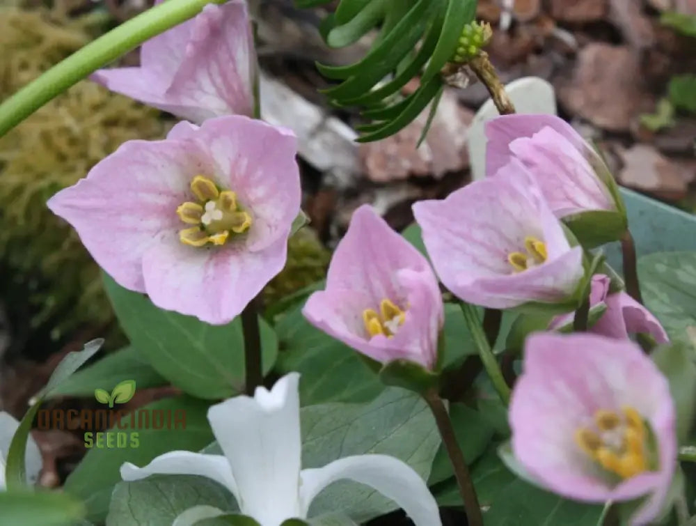 Trillium Rivale Seeds For Gardening Enthusiasts Rare Shade-Loving Perennial Seed Variety