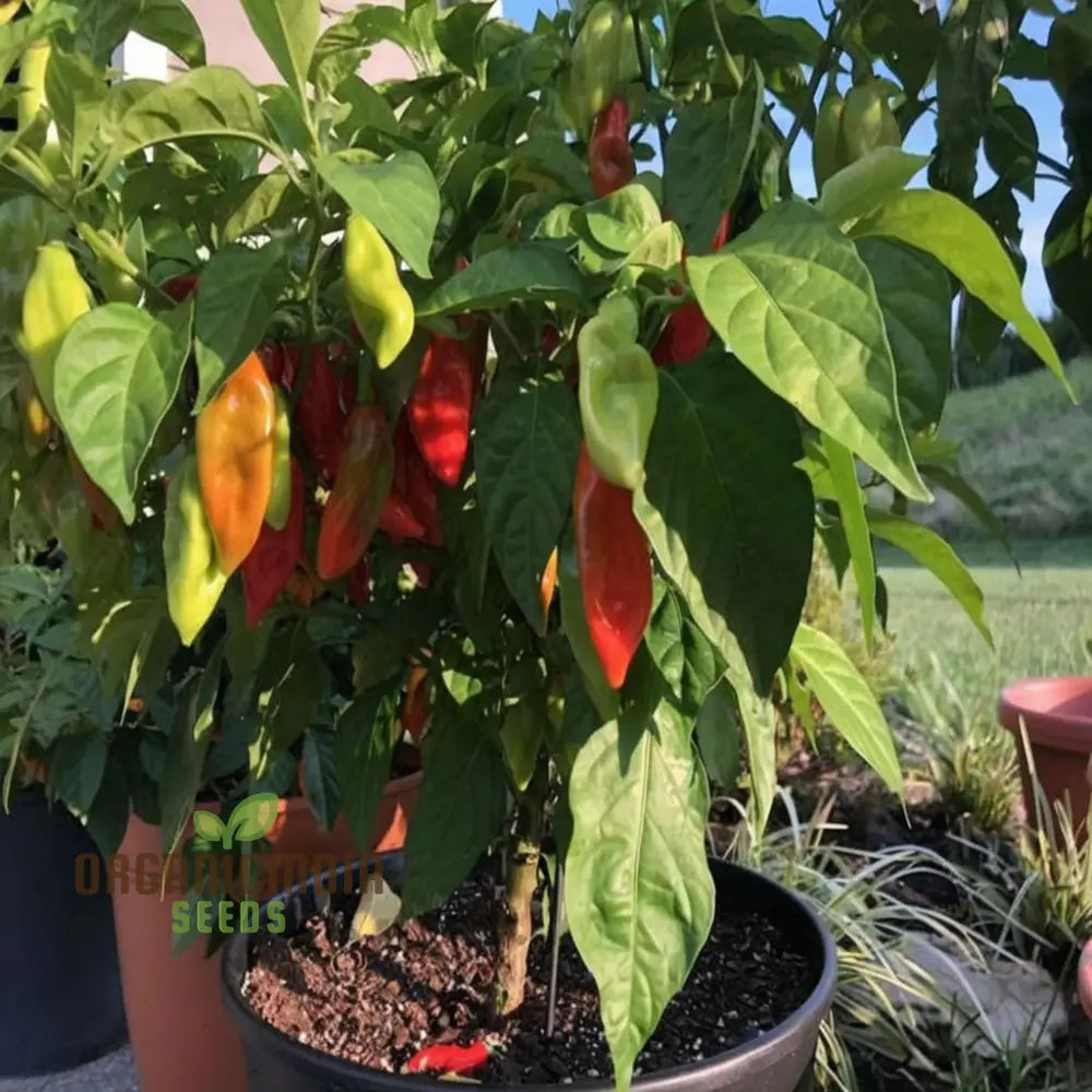 Trinidad Pimento Pepper Seeds – Elevate Your Gardening With Flavorful Exotic Harvests Vegetable